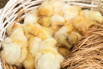 Just hatched chicks in their nest in a basket. Selective focus, copy space.