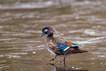 Canvas Print - Female wood duck at Bow Park, Victoria, BC Canada