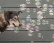 Dog Thought Bubbles
