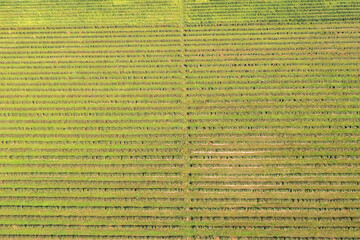 Poster - High angle photo of vineyards in Dworzno , Zyrardow County, Poland