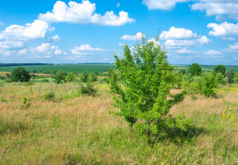 Wall Mural - green meadow and blue sky with clouds in summer