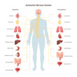 Human autonomic nervous system. Sympathetic and parasympathetic