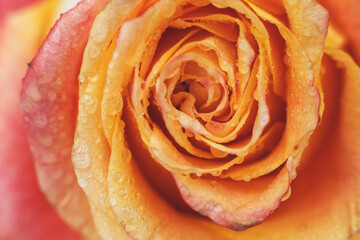 Wall Mural - red and yellow rose with drops og water close-up. flower background