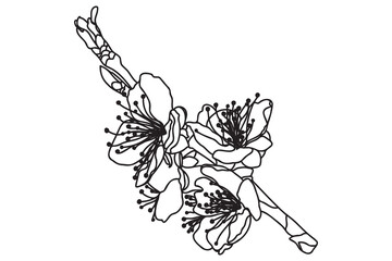 Wall Mural - 
a blossoming tree branch is drawn in black outline, it is intended for print, postcard, tattoo, logo, March 8, Valentine and you can use it in different cases.