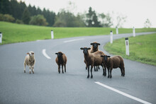 Sheep On Countryside Road
