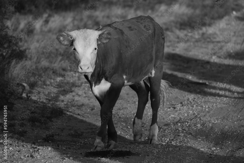 Young horned hereford cow walking on path from west Texas ranch field ...