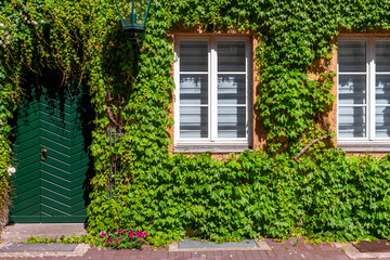 Small old traditional uk retro house facade door window wall entrance porch overgrown green ivy creeper plant and flower gardening design. Vintage cottage country english style building europe summer