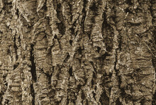 Illustration Of A Close-up Of Cork Tree Bark. Cork Tree Or Phellodendron Sachalinense In Latin