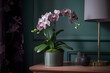 Beautiful tropical pink phalaenopsis orchid in a pot on a chest of drawers, in an interior with green wall, dark background. Copy space. Ai generated.