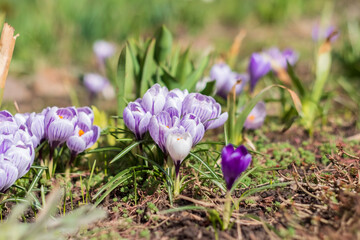 Sticker - Purple Crocus Flowers in Spring. High quality photo, Side view, shallow depth of field, selective focus