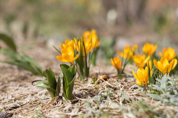 Poster - Yellow crocuses in the early spring. High quality photo, selective focus, shallow depth of field, side view