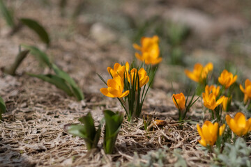 Sticker - Yellow crocuses in the early spring. High quality photo, selective focus, shallow depth of field, side view