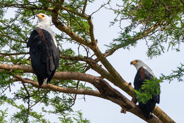 African fish eagles perched in the trees on the Kazinga Channel - Queen Elizabeth National Park Uganda