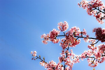 Poster - Solitary pink Cherry blossom blooming in the garden on a sunny day