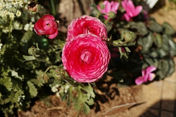 Wall Mural - close-up shot of a beautiful pink persian buttercup blooming in a garden on a sunny day