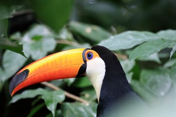 Poster - Beautiful vibrant Tucan perched on the tree full of leaves