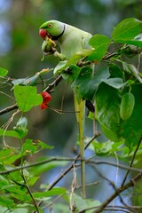 Wall Mural - Beautiful vibrant Rose-ringed parakeet perched on the tree full of leaves