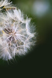 Fototapeta Dmuchawce - Dandelion seeds close up.