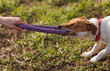 Jack Russell dog playing with owner outdoor. Cute young terrier pulling the puller toy with teeth