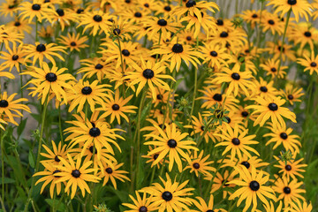 Wall Mural - Many orange yellow Sweet Coneflower or Rudbeckia subtomentosa - growing in garden. Shallow depth of field photo, only one flower in focus