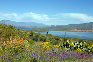 Poster - 2023 super bloom of native wildflowers at Theodore Roosevelt Lake in Tonto National Forest