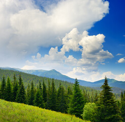 Wall Mural - Beautiful pine trees on background high mountains.