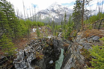 Canvas Print - Marble Canyon - Kootenay National Park, Canada