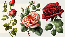 Bouquet Of Roses, Watercolor Red Rose Flower Arrangement Collection, Generative AI