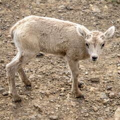 Wall Mural - Looking Down On Big Horn Lamb In The Trail Below