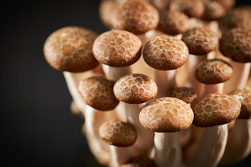 Poster - Beech mushroom on black background	