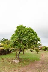 cerbera manghas or sea mango exotic tree. cerbera manghas exotic tree.