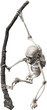 Isolated PNG cutout of a monkey skeleton hanging on a branch on a transparent background, ideal for photobashing, matte-painting, concept art