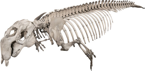 Fototapete - Isolated PNG cutout of a dugong skeleton on a transparent background, ideal for photobashing, matte-painting, concept art