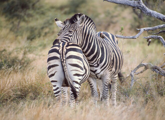 Wall Mural - Zebra Pair in Kruger National Park