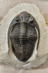 Wall Mural - old trilobite fossil