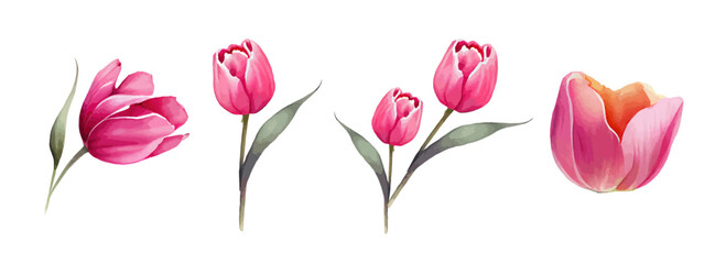 Wall Mural - Pink or Red tulip flowers watercolor collection. Set of spring and summer flowers painting isolated on white background. Vector illustration