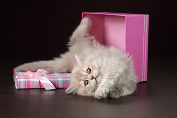 Wall Mural - Cute playful kitten with gift box