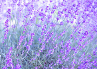  Selective and soft focus on lavender flower, beautiful lavender flower in summer