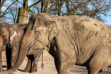 Poster - two elephants walk down a dirt road while some trees stand behind