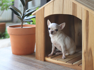 Wall Mural - white short hair Chihuahua dog sitting  in wooden dog house at balcony smiling and , looking at camera.