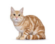 © Nynke - Cute young red silver purebred and pedigreed European Shorthair cat, laying down side ways. Looking towards camera. isolated on a white background.