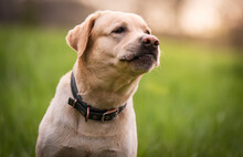 Closeup Photo Of A Labrador Retriever Dog Head