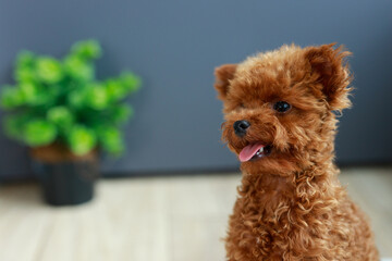 Naklejka na meble Cute Maltipoo puppy is resting in a modern interior. Beloved pet in the natural atmosphere of a beautiful home.