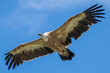 Eurasian griffon vulture - Gyps fulvus - Vautour Fauve