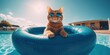 Cat in sunglasses is resting on an inflatable mattress by the pool, vacation at the resort. Day off, relax