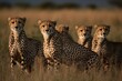 pack of cheetahs. Generative AI