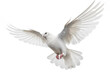 © gridspot - A white dove in flight isolated on a white background Generative AI