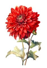 Wall Mural - Watercolor illustration of a dahlia flower isolated on white background. Generative AI.