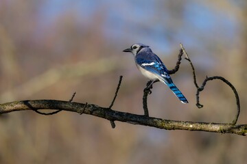 Wall Mural - Blue Eurasian jay perched atop a barren tree branch in a natural outdoor setting