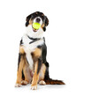 Dog, portrait and border collie with tennis ball in mouth on isolated, transparent and png background. Pet, puppy and face of posing animal with chewing toy in behavior training, playing and games